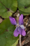 Alpine violet